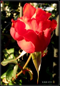 evening rose_5
