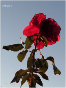 rose_4