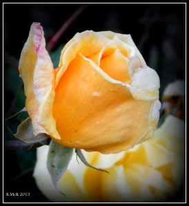 rose_4