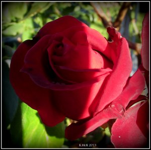 rose_8
