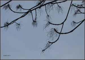 bare branches_1