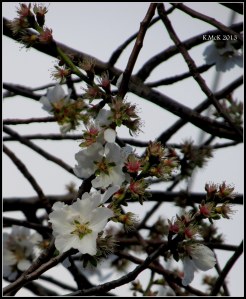 blossom_1