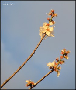 blossom_4
