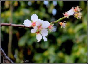 blossom_5