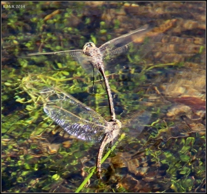 dragonflies_1
